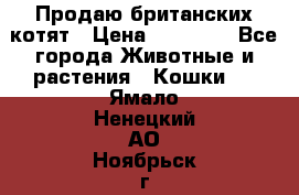 Продаю британских котят › Цена ­ 30 000 - Все города Животные и растения » Кошки   . Ямало-Ненецкий АО,Ноябрьск г.